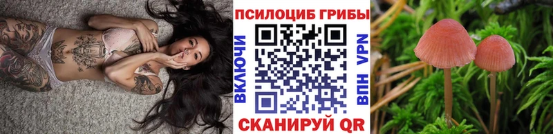 OMG маркетплейс  магазин    Благодарный  Галлюциногенные грибы Psilocybe 